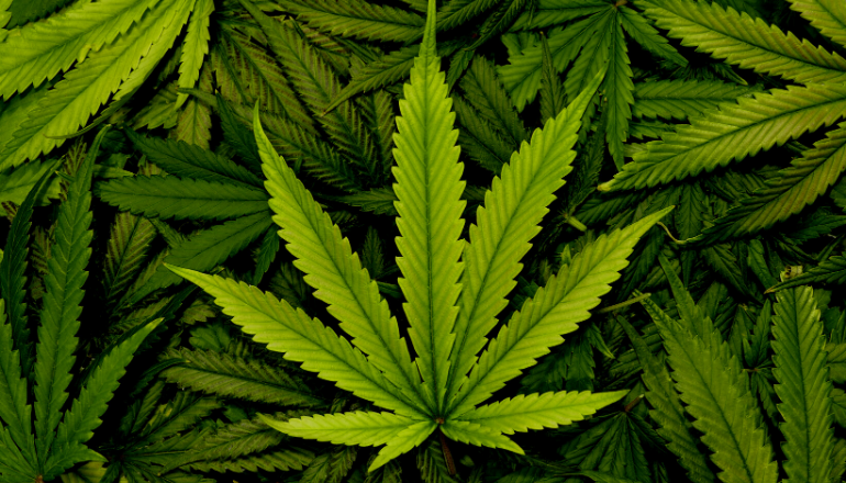 The Green Wave - Legal Challenges, Considerations for Investors in Cannabis Industry